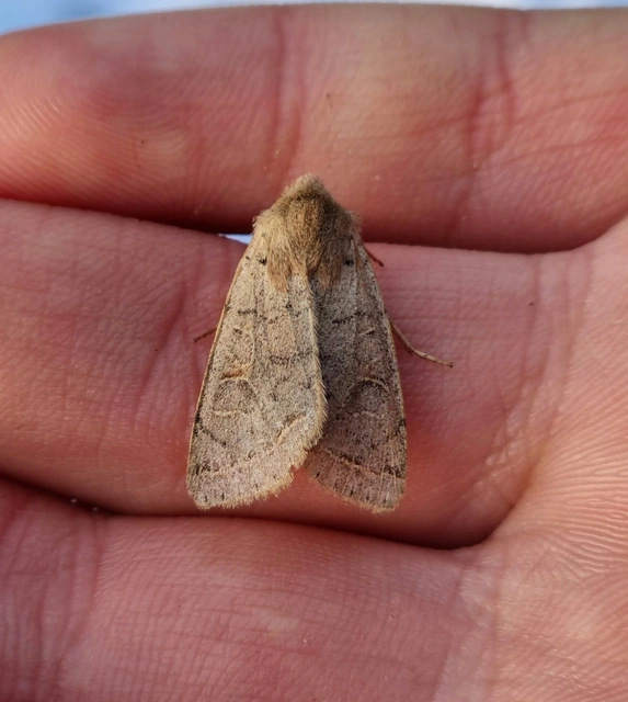 Orthosia populeti - nyárfa-barkabagoly