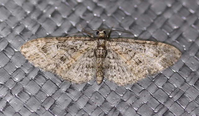 Eupithecia abbreviata - korai törpearaszoló