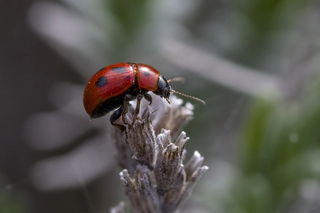 Gonioctena fornicata - közönséges lucernabogár