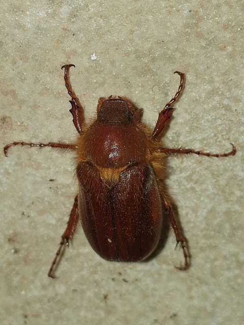 Holochelus aequinoctialis - tavaszeleji cserebogár
