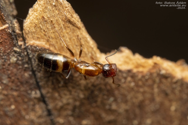 Colobopsis truncata - kapushangya