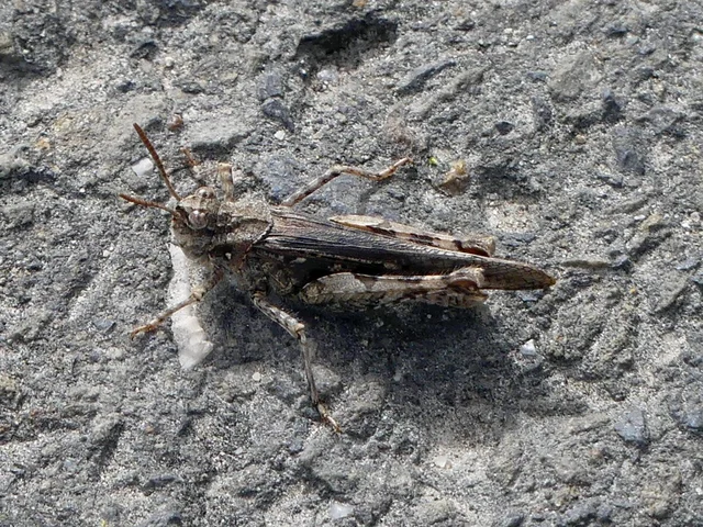 Acrotylus insubricus - önbeásósáska