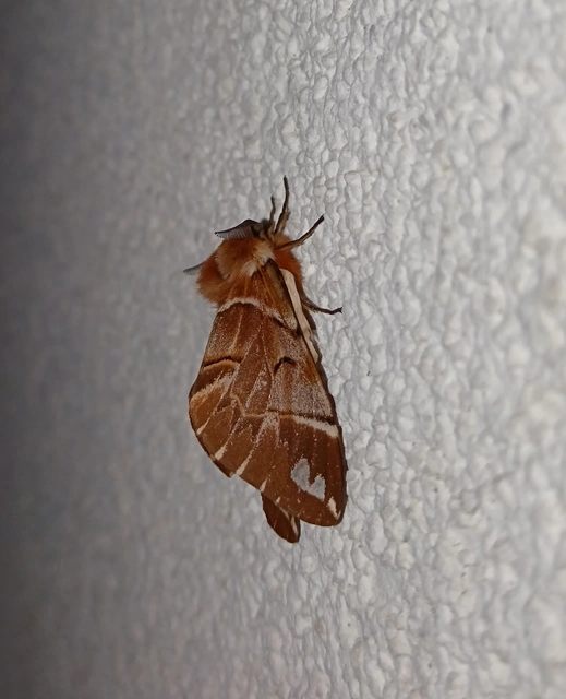 Endromis versicolora - tarkaszövő