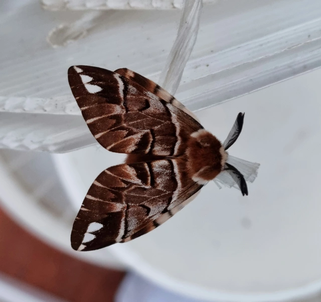 Endromis versicolora - tarkaszövő