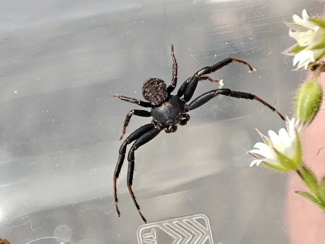 Bassaniodes robustus - vaskos karolópók
