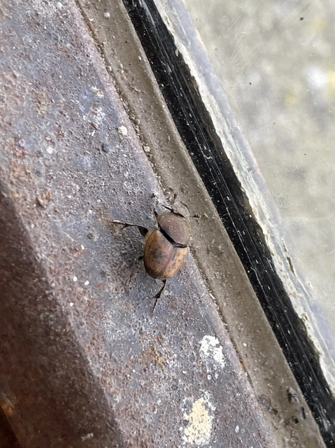Onthophagus coenobita - rezes trágyatúró