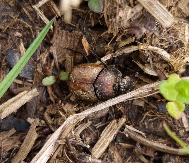 Onthophagus coenobita - rezes trágyatúró