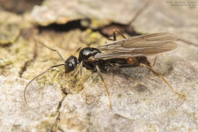 Prenolepis nitens - ragyogóhangya
