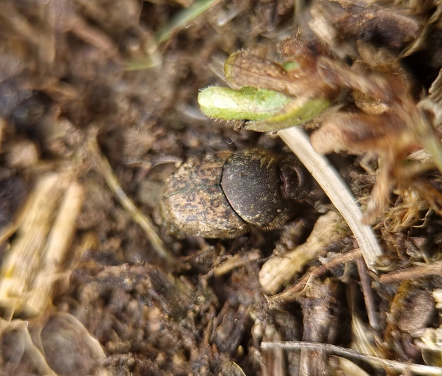 Onthophagus fracticornis - bronzos trágyatúró