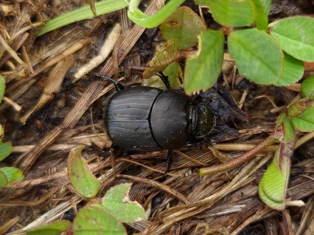 Onthophagus verticicornis - fekete trágyatúró