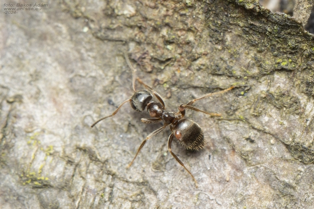 Lasius platythorax - erdei feketehangya