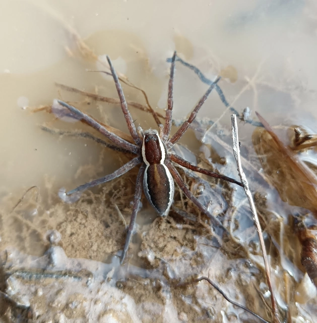 Dolomedes plantarius/fimbriatus