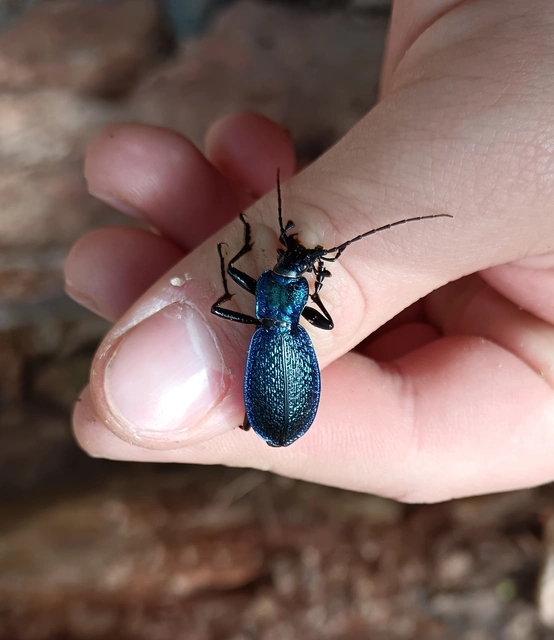Carabus intricatus - kék laposfutrinka