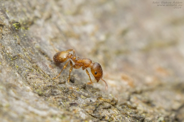 Temnothorax crassispinus - gubacslakó kéreghangya