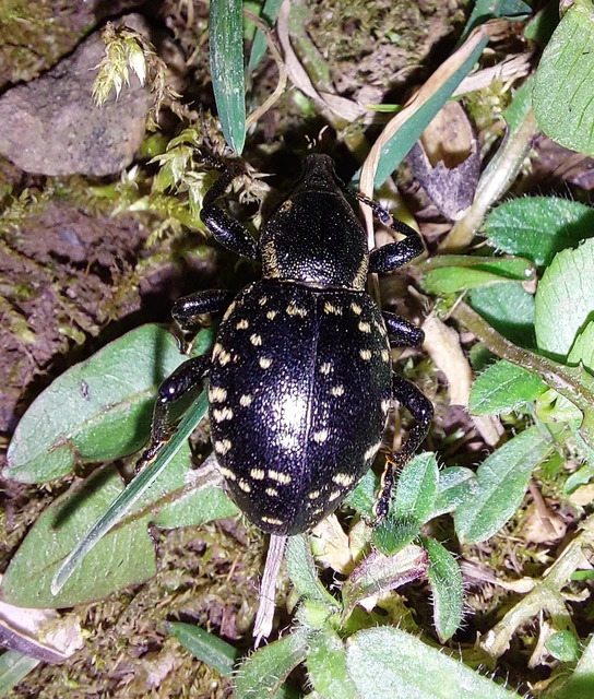 Liparus glabrirostris - közönséges acsalapuormányos