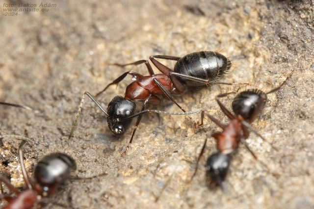 Camponotus ligniperda - faodvasító lóhangya
