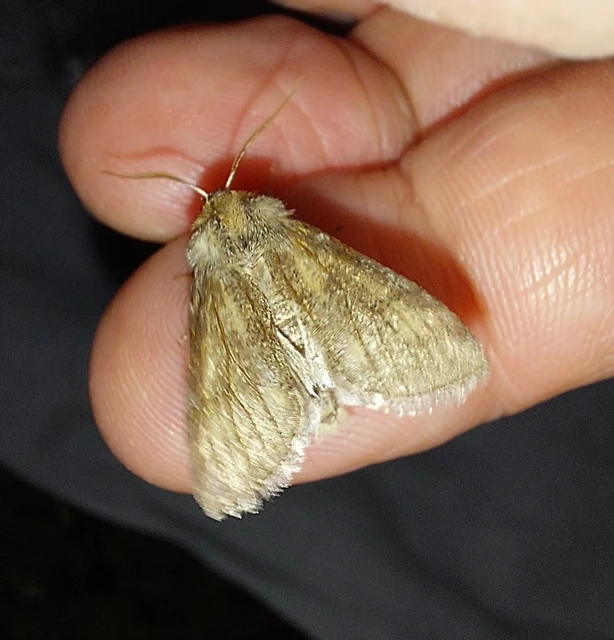 Asphalia ruficollis - vörösnyakú pihésszövő