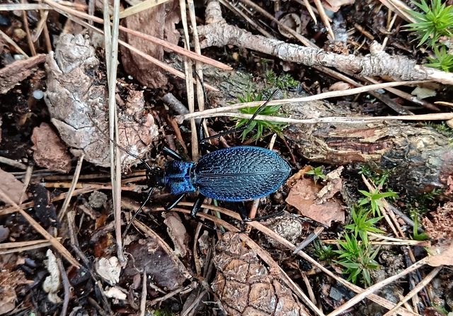 Carabus intricatus - kék laposfutrinka