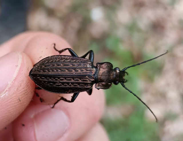 Carabus granulatus - mezei futrinka