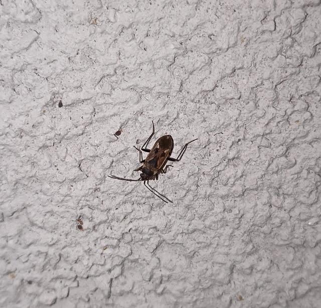 Rhyparochromus vulgaris - közönséges díszesbodobács