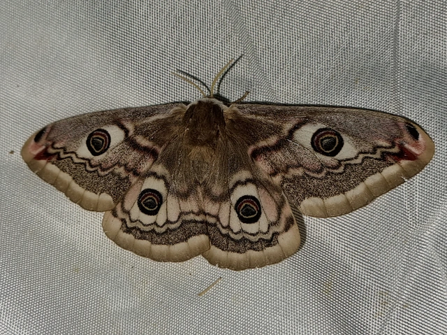 Saturnia pavoniella/pavonia