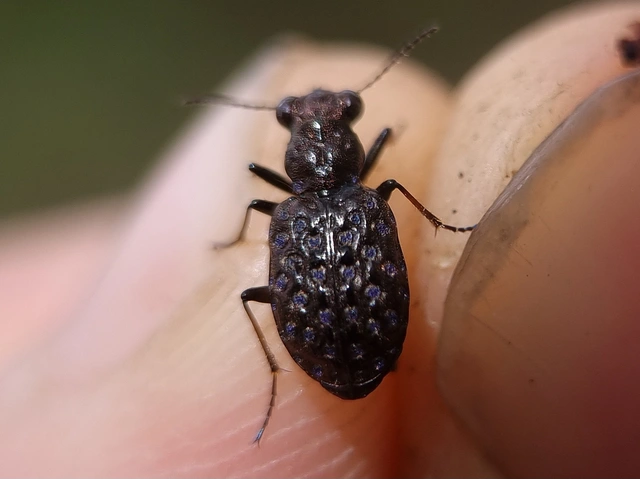 Elaphrus cupreus - rezes iszapfutó