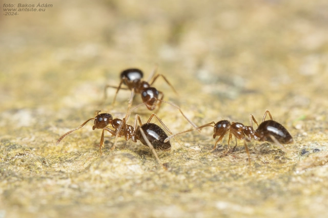 Prenolepis nitens - ragyogóhangya