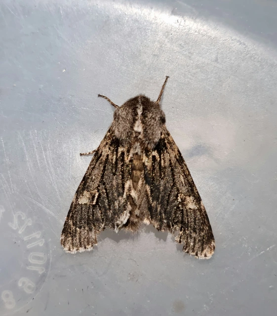 Brachionycha nubeculosa - zömök fésűsbagoly