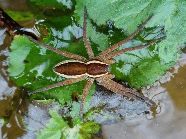 Dolomedes plantarius/fimbriatus