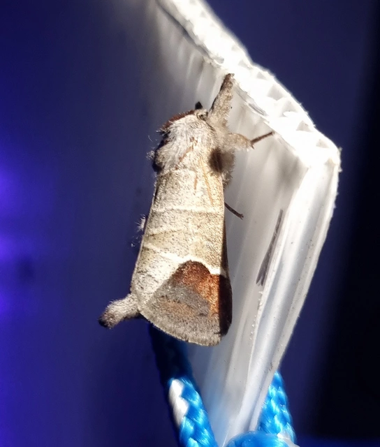 Clostera curtula - rövidszárnyú levélszövő