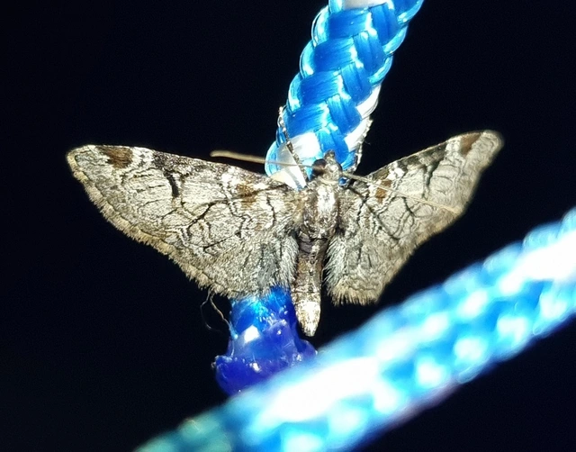 Eupithecia insigniata - hálózatos törpearaszoló