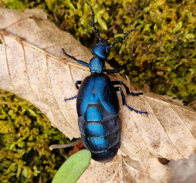 Meloe violaceus - kék nünüke