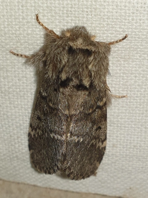 Drymonia ruficornis - cserfa-púposszövő