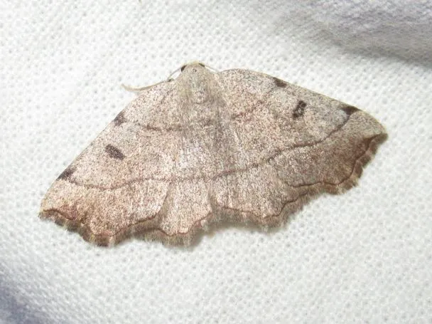 Eilicrinia trinotata - háromjegyű araszoló