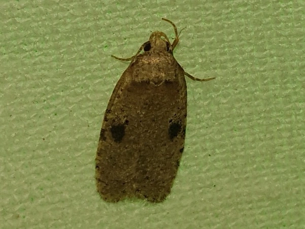 Agonopterix