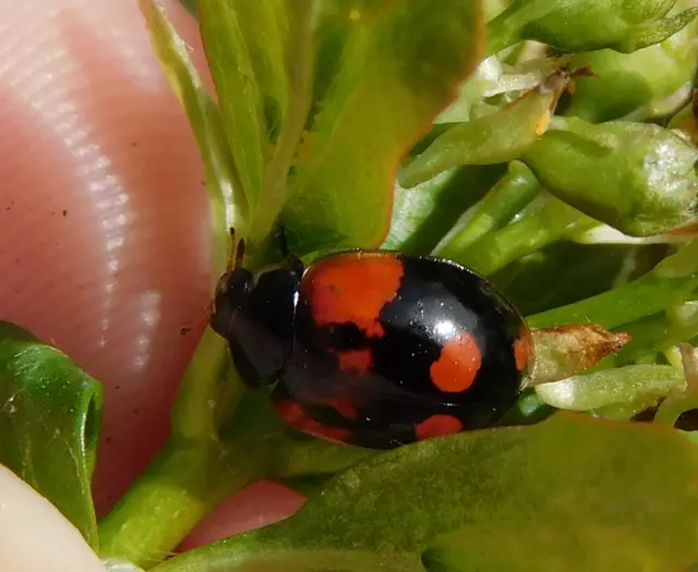 Adalia bipunctata - kétpettyes katica