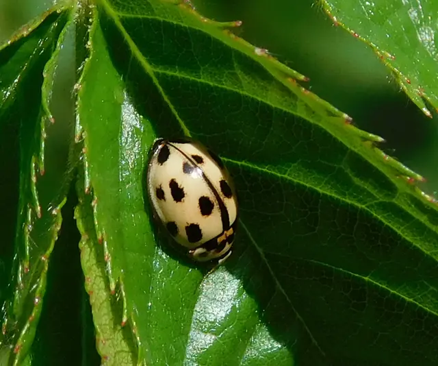 Propylea quatuordecimpunctata - tizennégypettyes füsskata