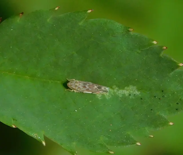 Erasmoneura vulnerata
