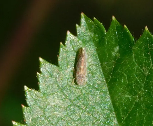 Erasmoneura vulnerata