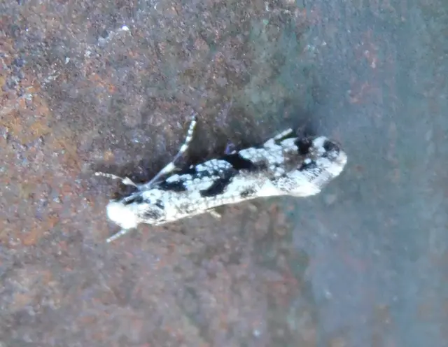 Nemapogon