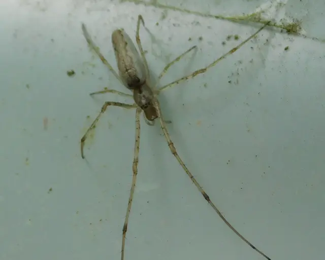 Tetragnatha