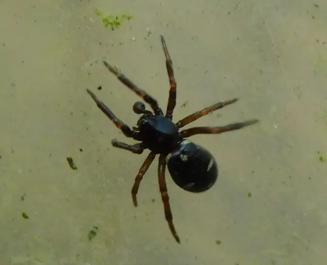 Asagena meridionalis