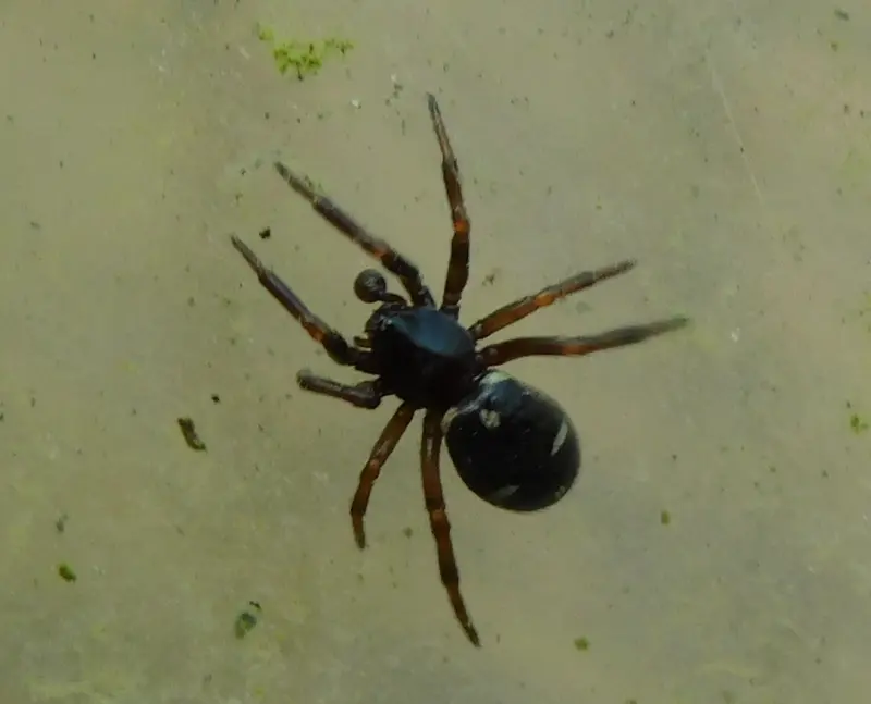 Asagena meridionalis