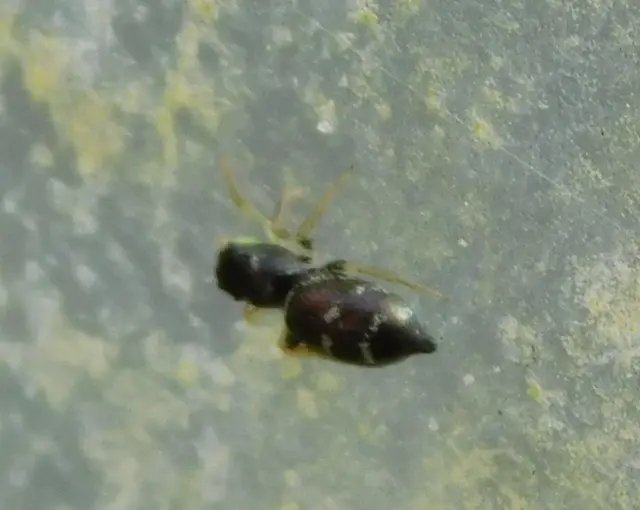 Heliophanus