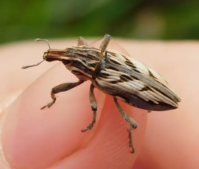 Coniocleonus nigrosuturatus - nyíljegyes barkó
