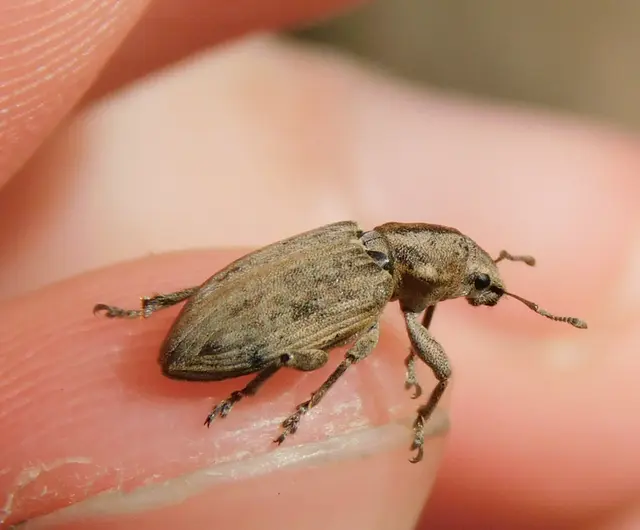 Tanymecus palliatus - közönséges hegyesfarúbarkó