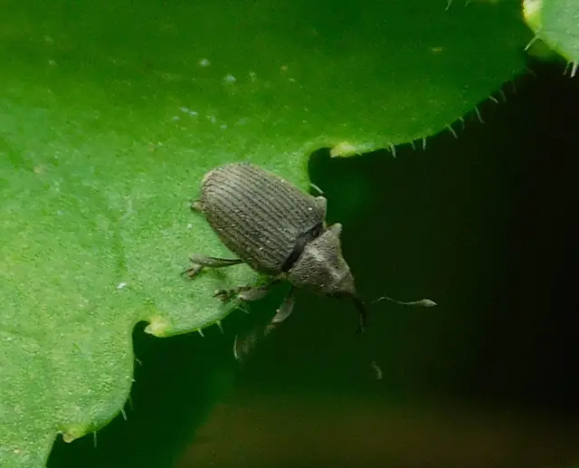 Ceutorhynchus obstrictus - repcebecő-ceutormányos