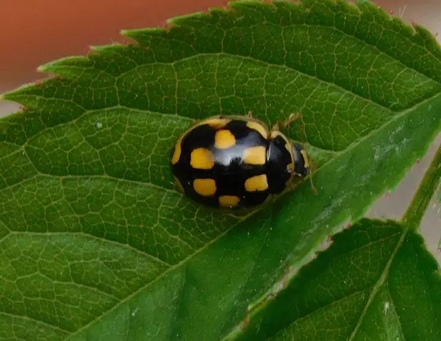 Propylea quatuordecimpunctata - tizennégypettyes füsskata