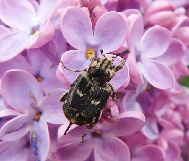 Valgus hemipterus - suta virágbogár