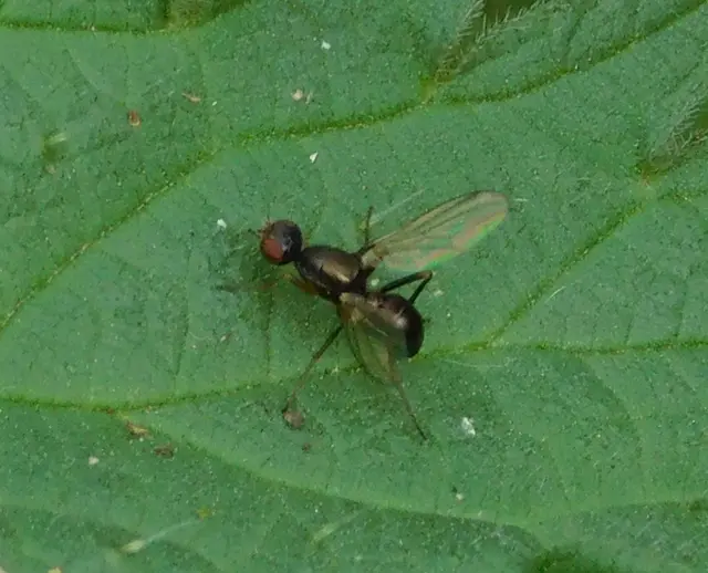 Sepsidae - billegetőlégyfélék
